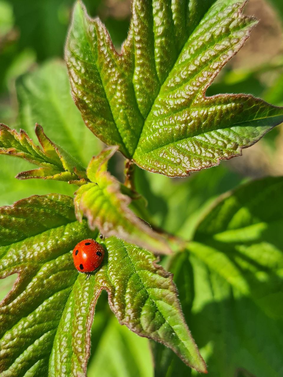 Marienkäfer_Wald der Vielfalt