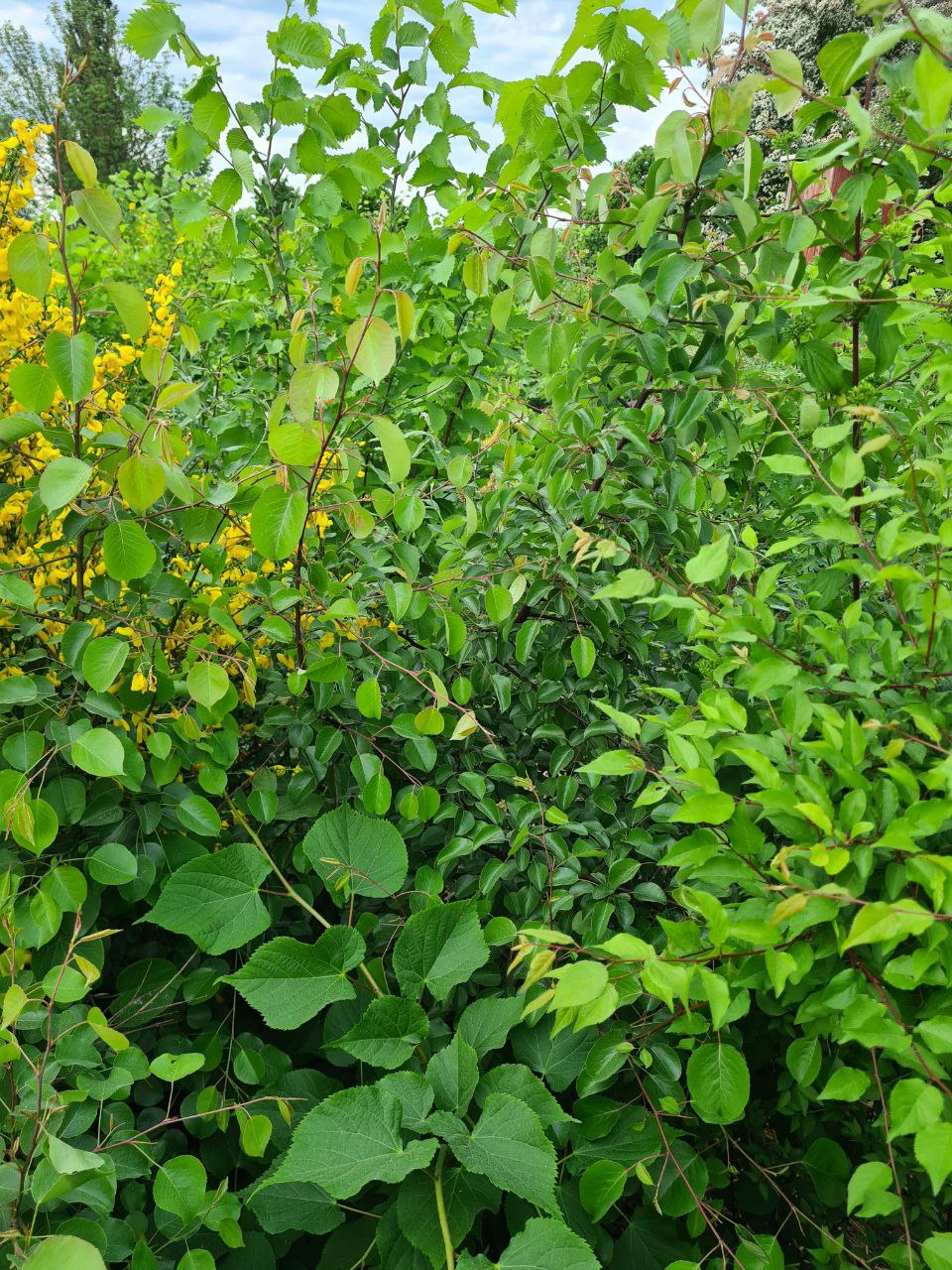 Wald der Vielfalt 2022