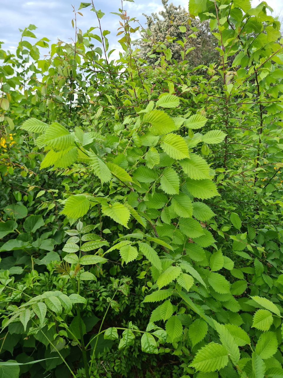 Wald der Vielfalt 2022_2