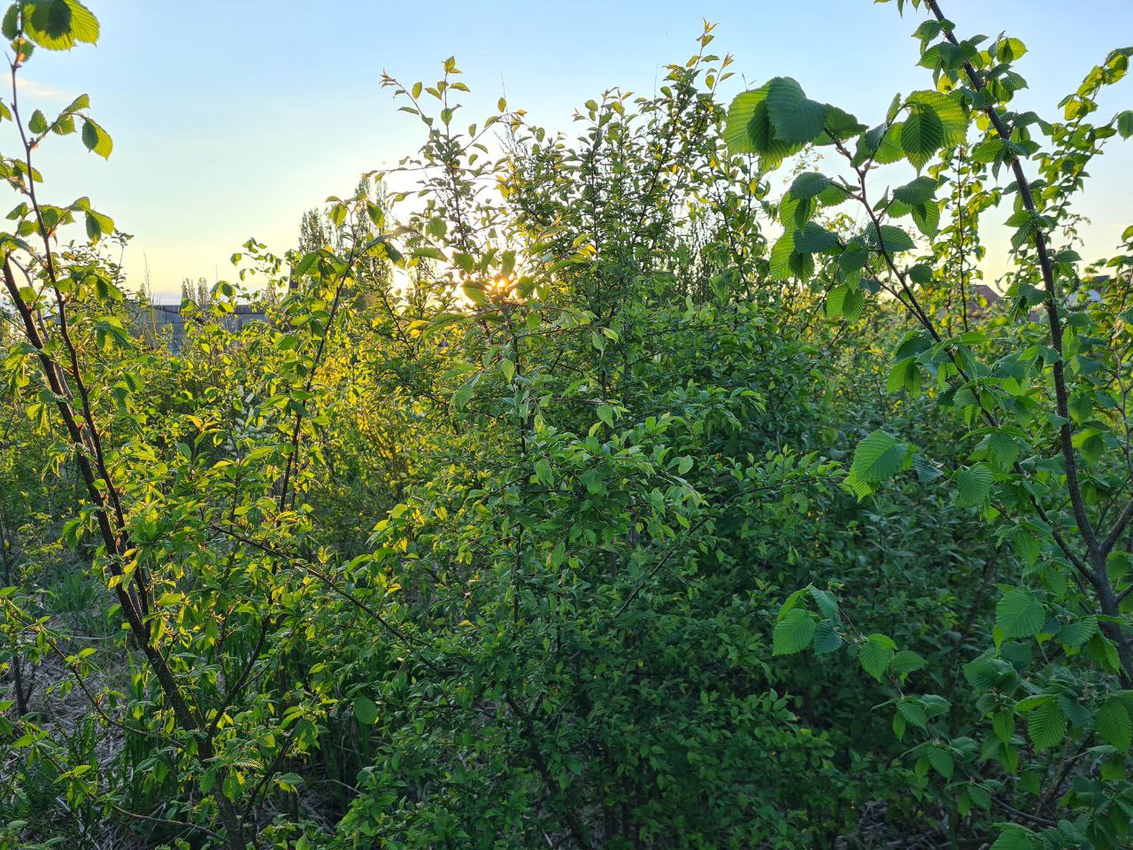 Wald der Vielfalt_Juni_2022