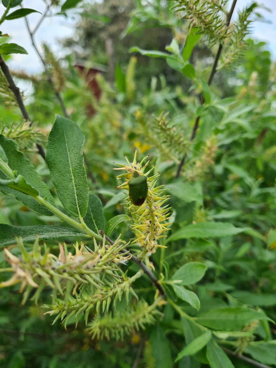 Wanze_Wald der Vielfalt